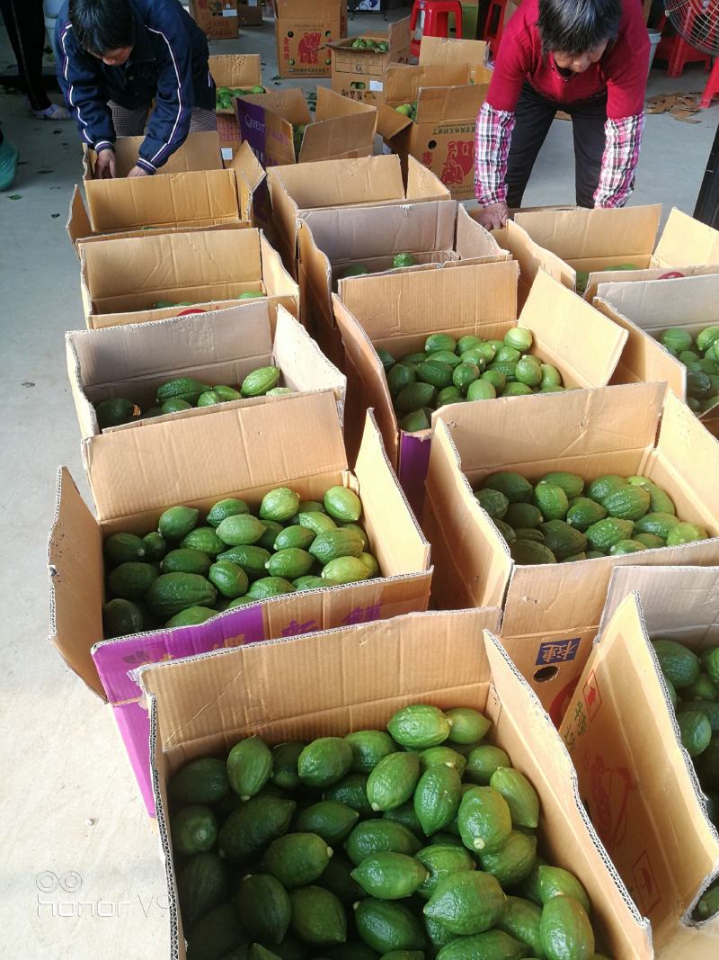 广东香水柠檬产地江门，种苗果品自产自销，对接品牌柠檬茶店