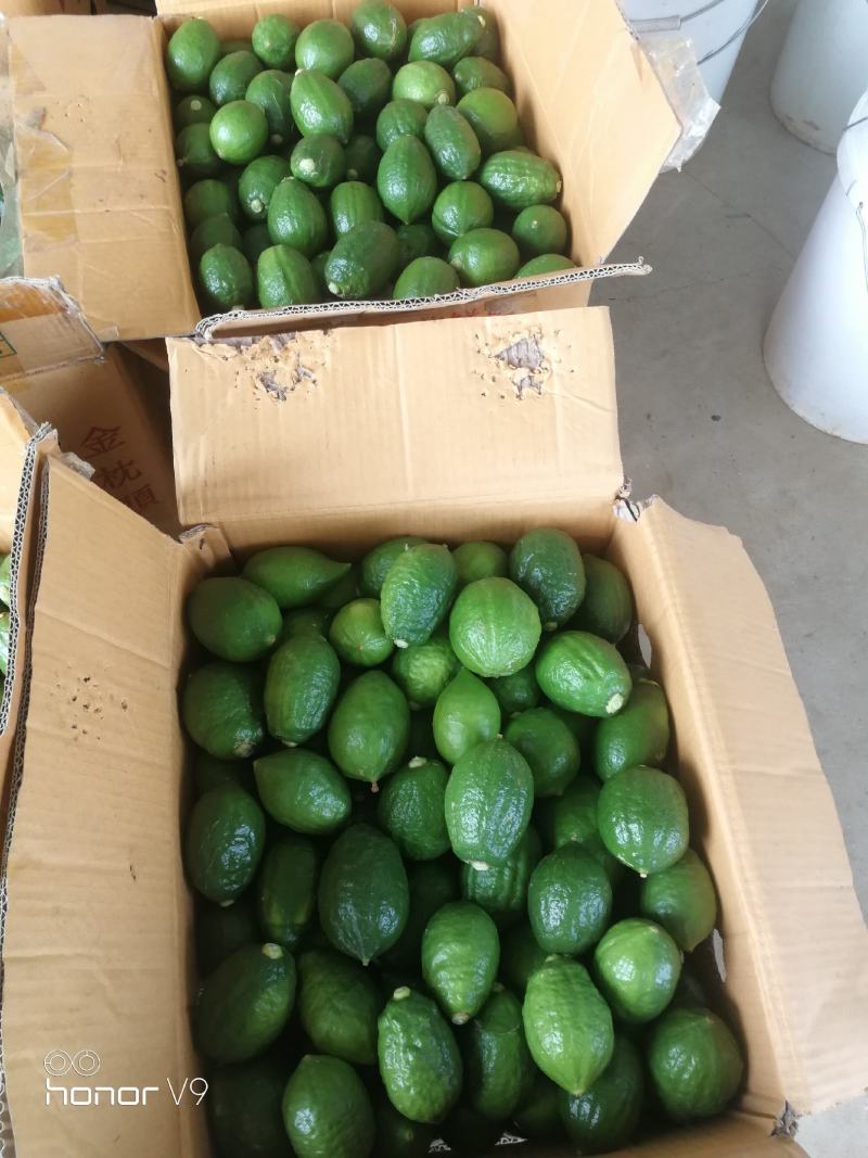 广东香水柠檬产地江门，种苗果品自产自销，对接品牌柠檬茶店