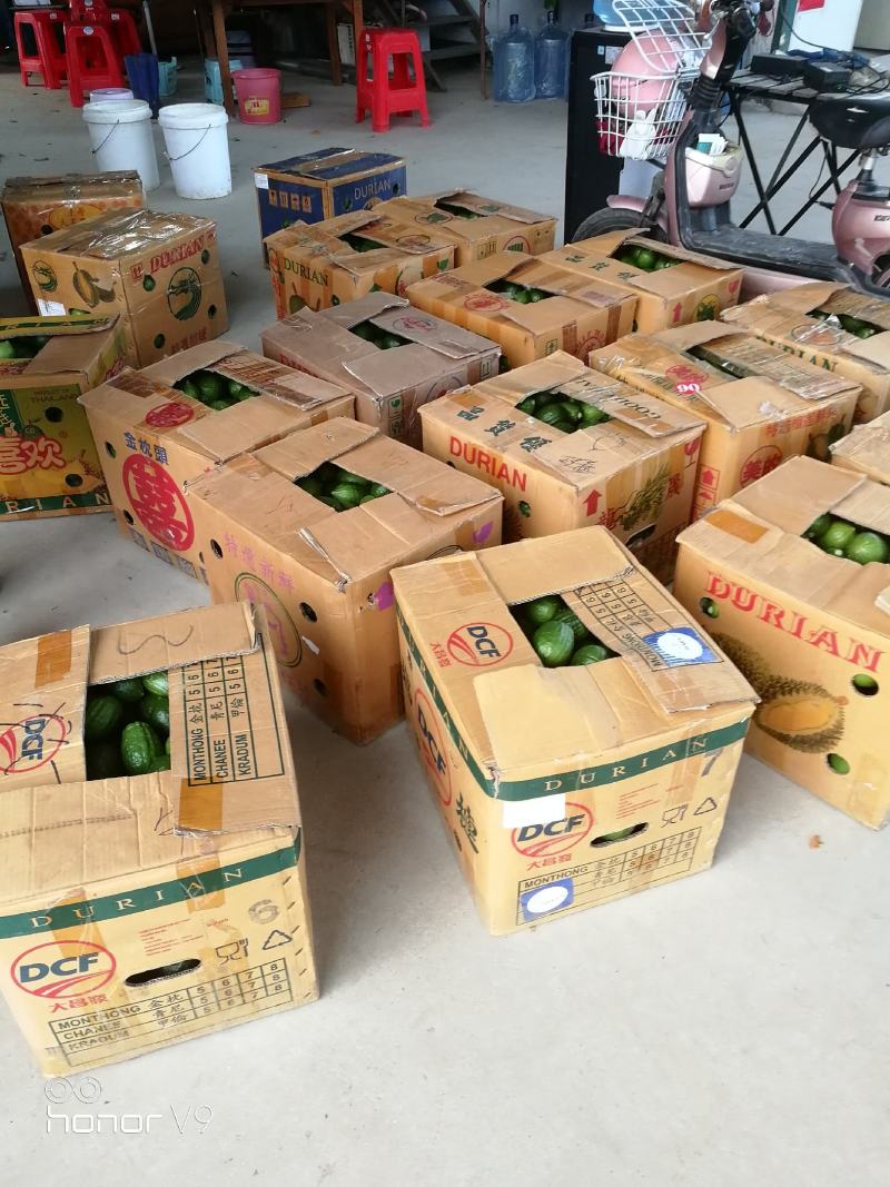 广东香水柠檬产地江门，种苗果品自产自销，对接品牌柠檬茶店