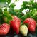 红颜草莓种子高产酸甜大红草莓阳台盆栽庭院大棚四季红肉水果