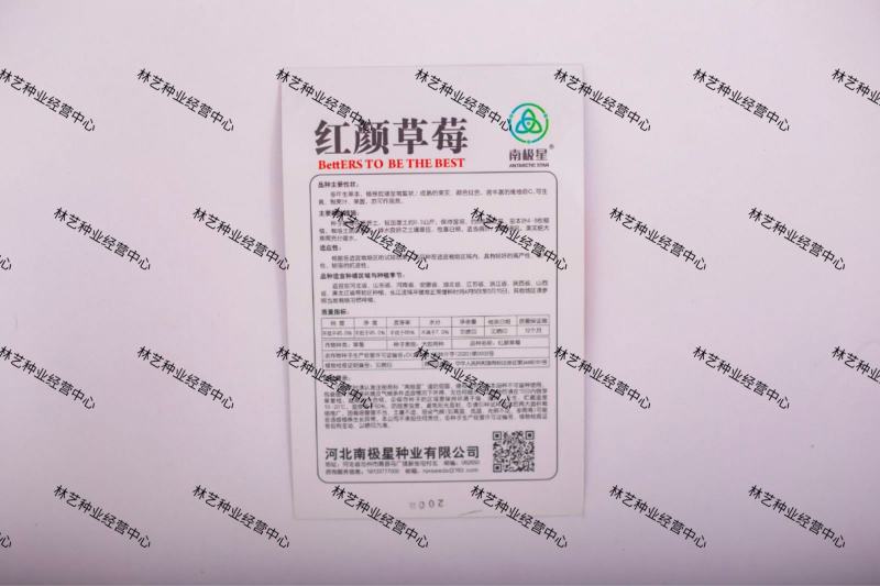 红颜草莓种子高产酸甜大红草莓阳台盆栽庭院大棚四季红肉水果