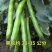 七星蚕豆种子七星胡豆中早熟结荚多不易裂荚秋季菜农播种蔬菜