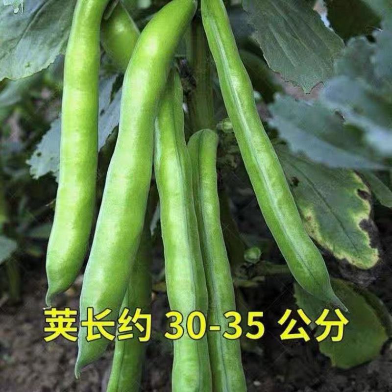 七星蚕豆种子七星胡豆中早熟结荚多不易裂荚秋季菜农播种蔬菜