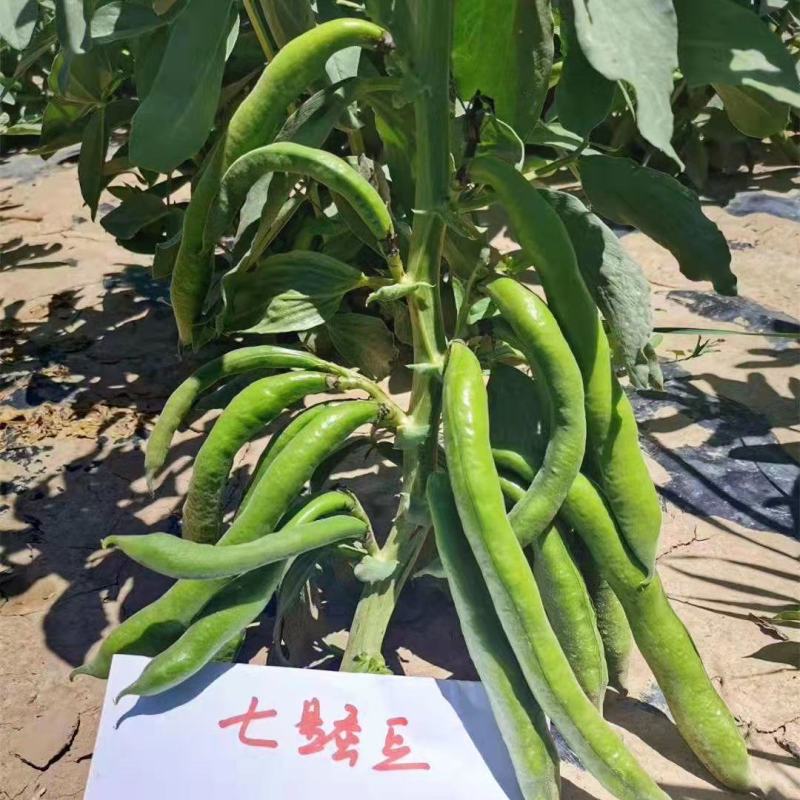 七星蚕豆种子七星胡豆中早熟结荚多不易裂荚秋季菜农播种蔬菜