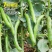 七星蚕豆种子七星胡豆中早熟结荚多不易裂荚秋季菜农播种蔬菜