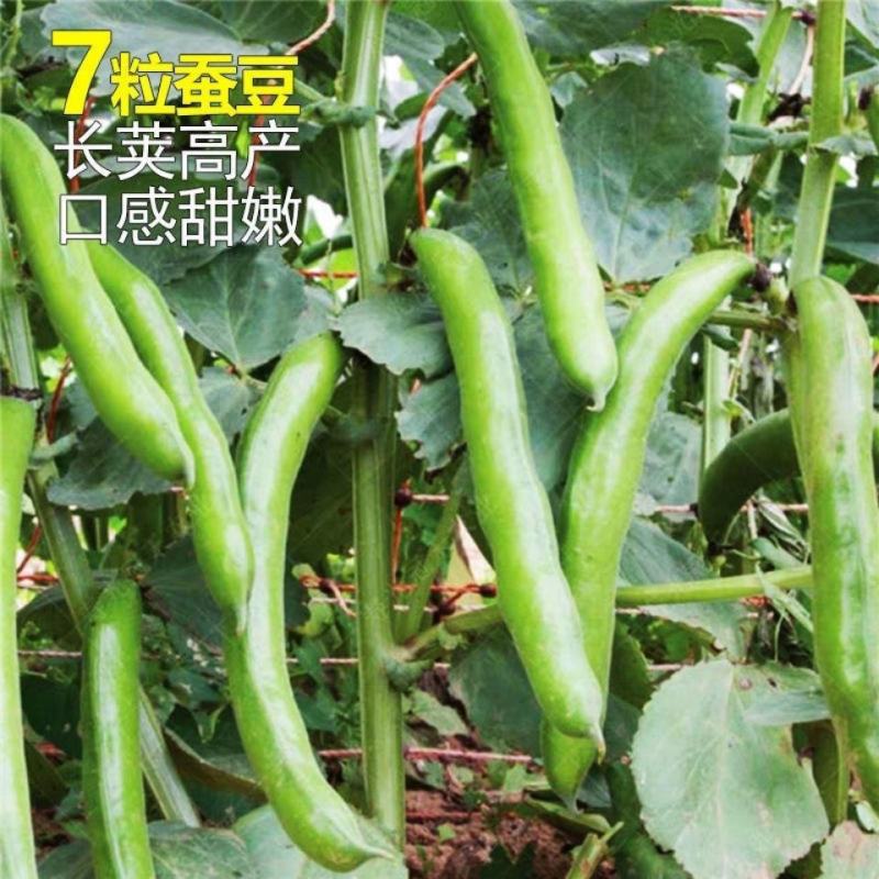 七星蚕豆种子七星胡豆中早熟结荚多不易裂荚秋季菜农播种蔬菜