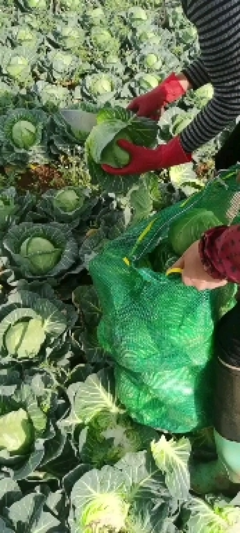 云南圆包菜产地直发质量保证新鲜上市全国发货