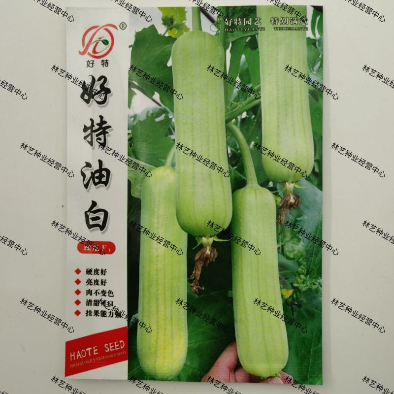 好特油白丝瓜种子F1中短棒白丝瓜籽硬度好亮度好口感好