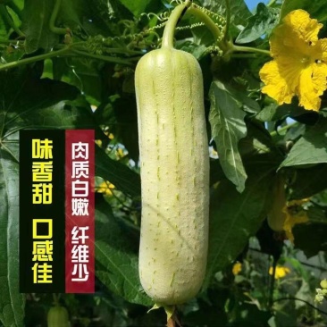 好特油白丝瓜种子F1中短棒白丝瓜籽硬度好亮度好口感好