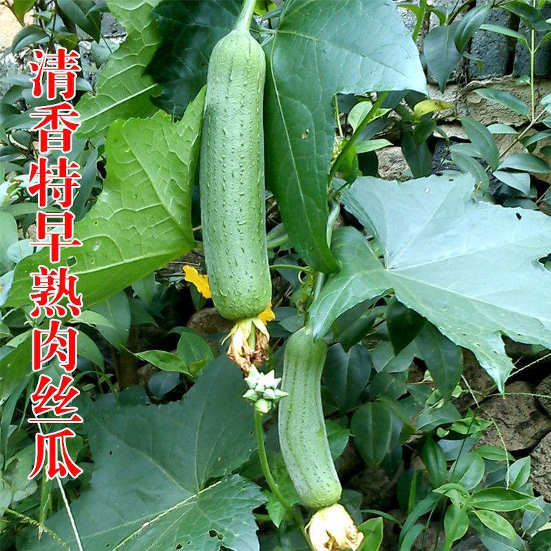 好特黑籽改良早佳丝瓜种子早熟春播顺直青皮丝瓜种籽一节一瓜