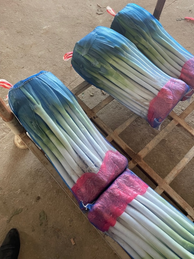 福建漳浦大葱，网袋捆葱，箱葱打冷上车，讲究质量