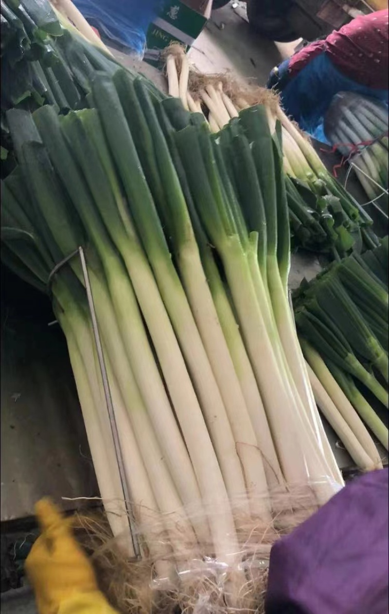 福建漳浦大葱，网袋捆葱，箱葱打冷上车，讲究质量