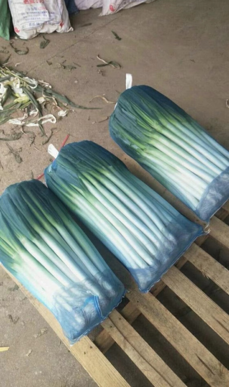 福建漳浦大葱，网袋捆葱，箱葱打冷上车，讲究质量