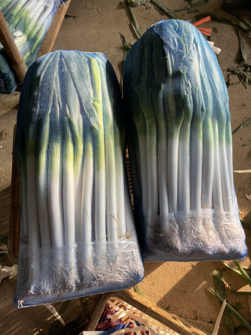 福建漳浦大葱，网袋捆葱，箱葱打冷上车，讲究质量