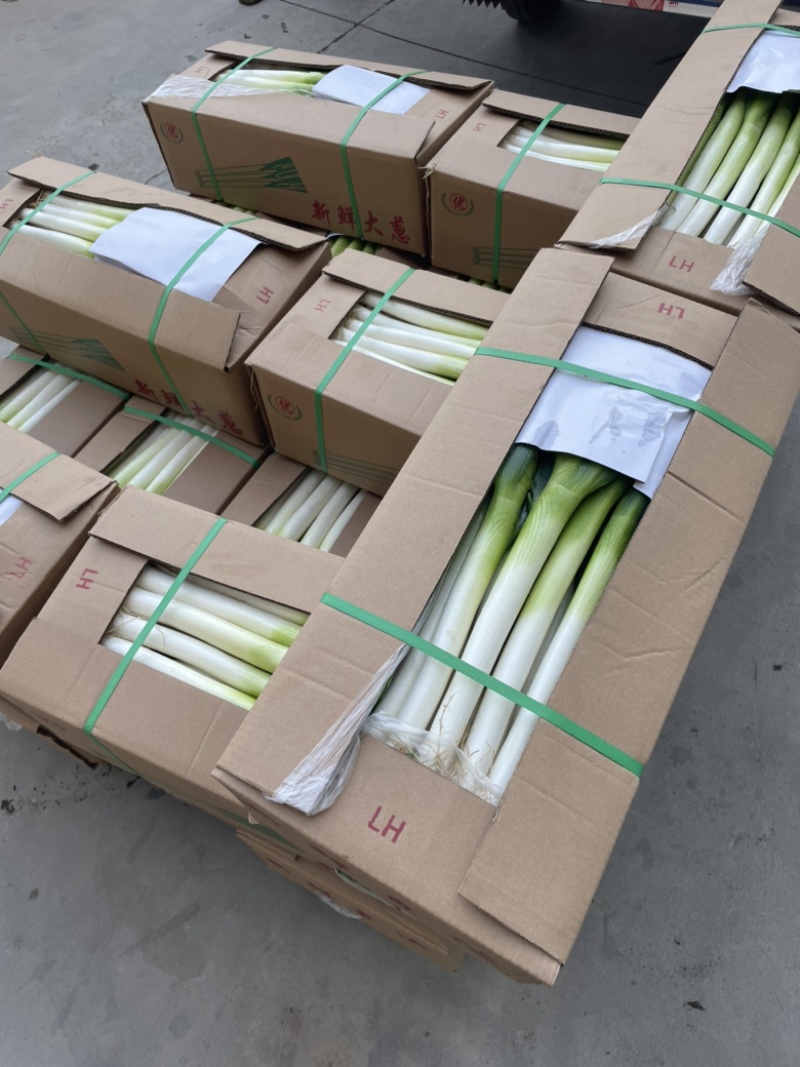 福建漳浦大葱，网袋捆葱，箱葱打冷上车，讲究质量