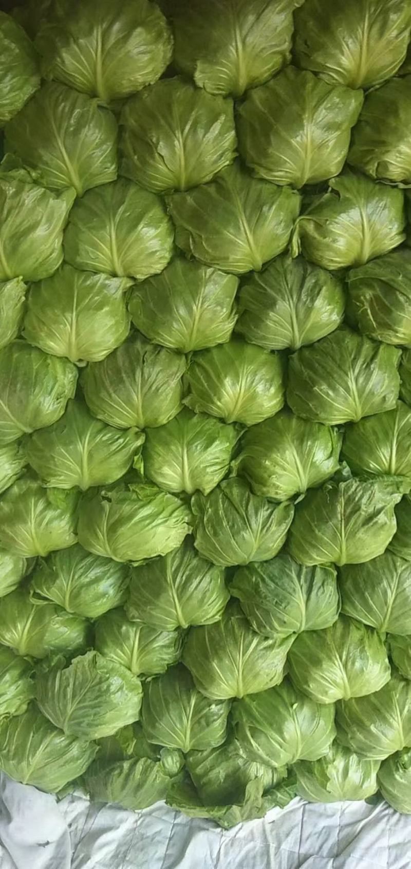 甘蓝本地精品橄榄质量非常好春季甘蓝以大量上市了
