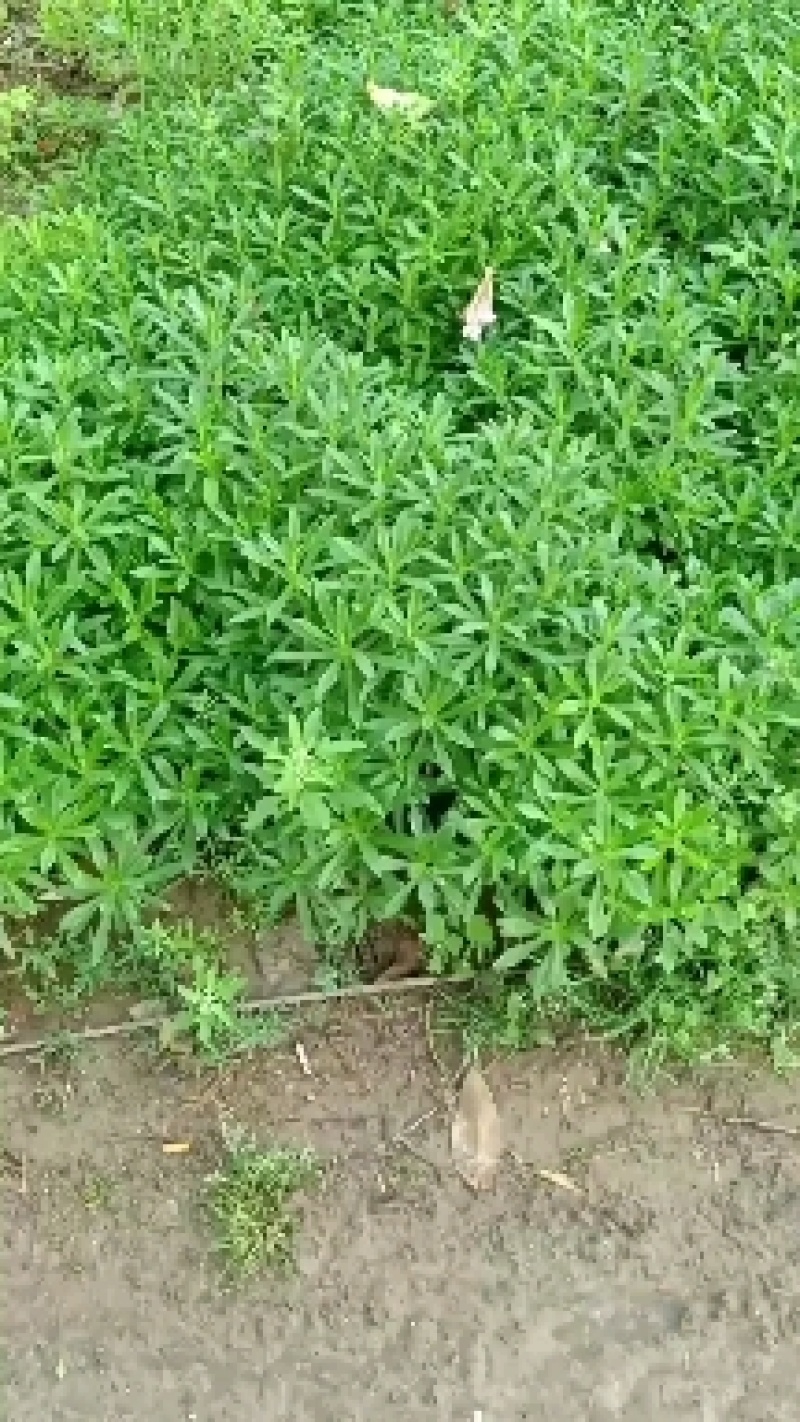 养心菜种苗救心菜也是高钙菜常年可种随时发货当年收益
