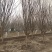 紫薇，大量出售独杆紫薇，工程苗，分支点统一，成活率高