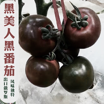黑番茄种子大果型黑美人紫黑色种籽抗TY抗死棵高俄罗斯边贸