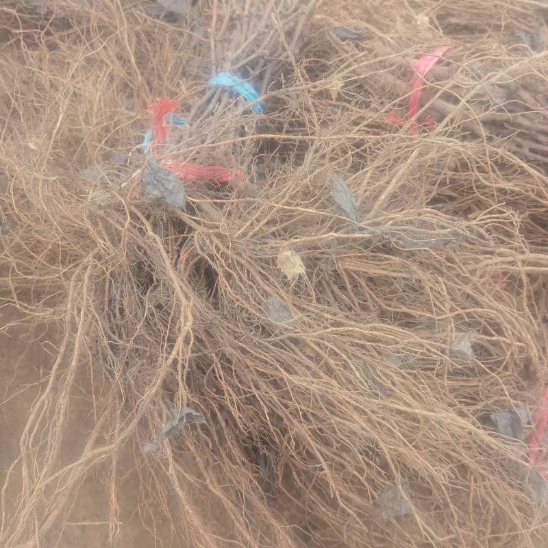 无核寒香蜜抗病丰产管理简单第二年丰产适合采摘