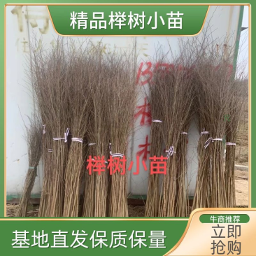 榉树小苗，一年生榉树小苗，红榉苗，自产自销，全国发货
