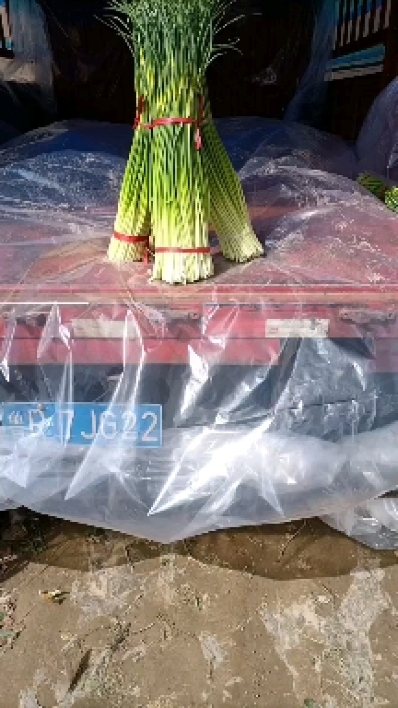 周口白帽早熟蒜苔，淮阳蒜苔白帽，长度60公分以上。