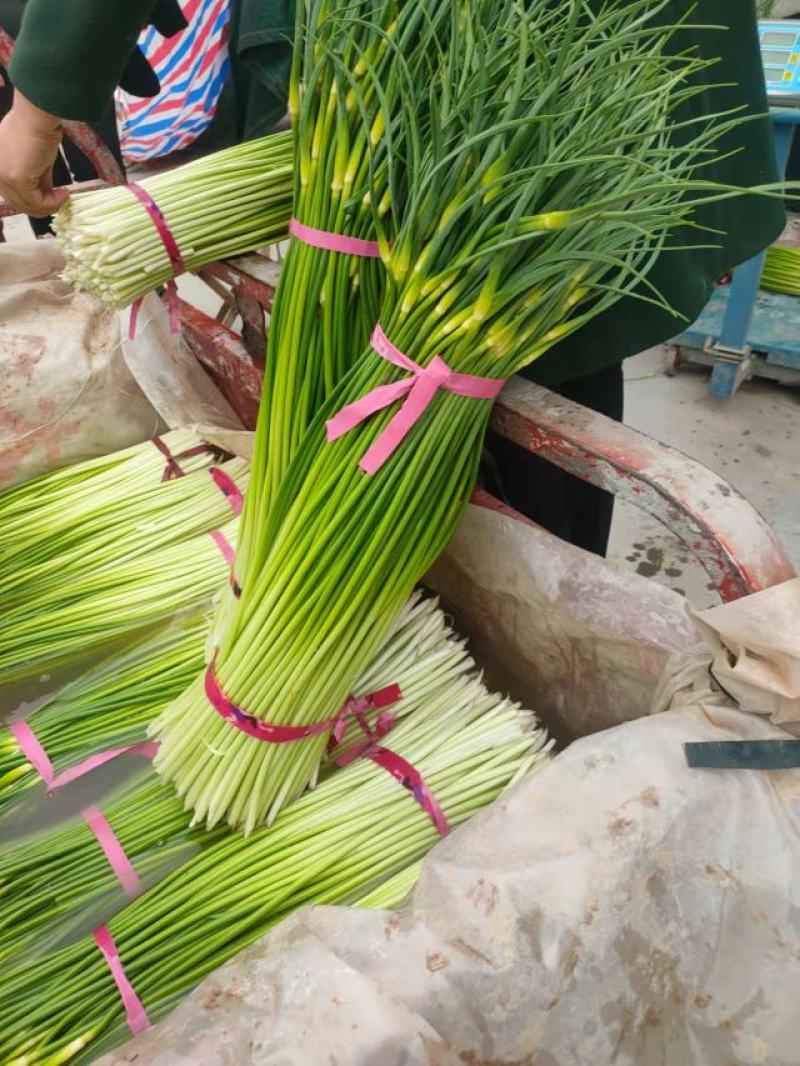 周口白帽早熟蒜苔，淮阳蒜苔白帽，长度60公分以上。