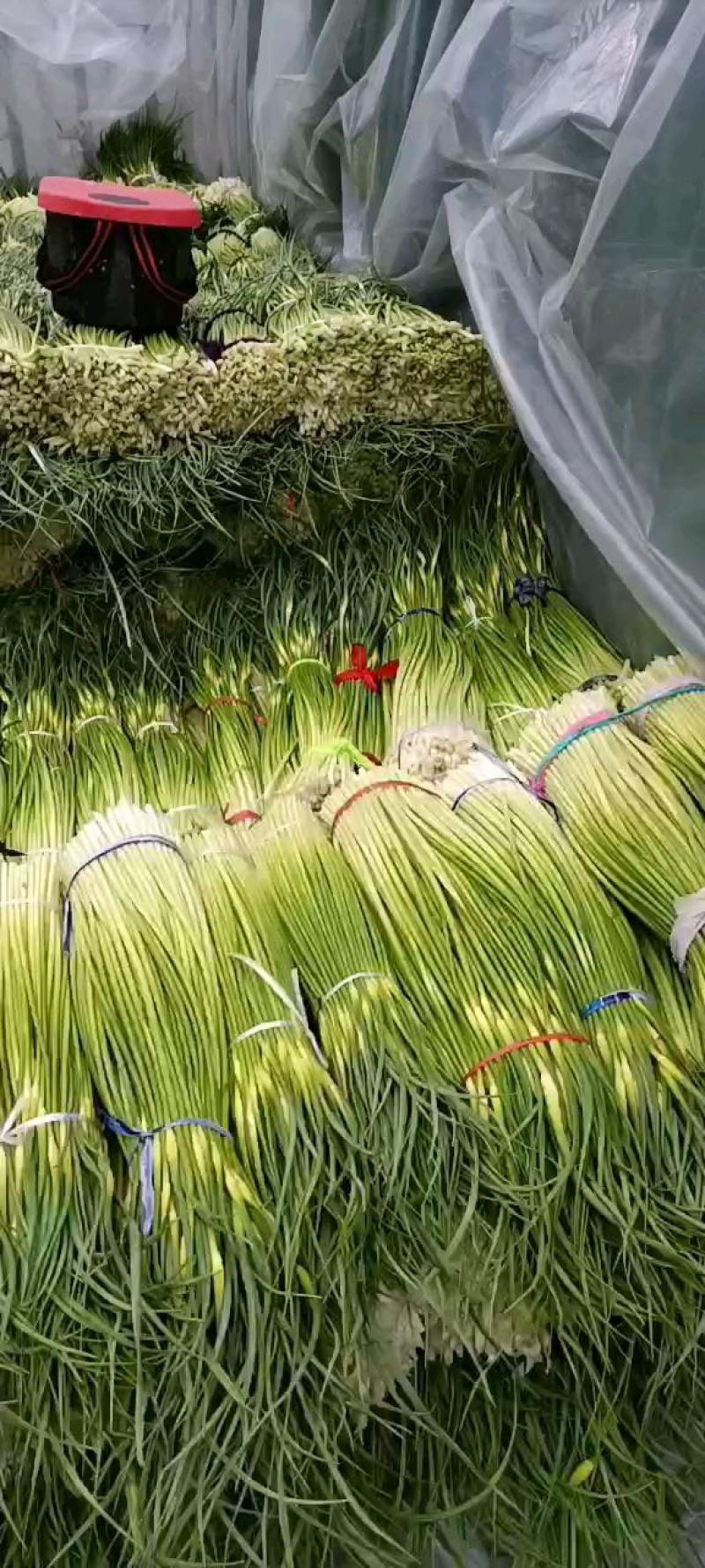 周口白帽早熟蒜苔，淮阳蒜苔白帽，长度60公分以上。