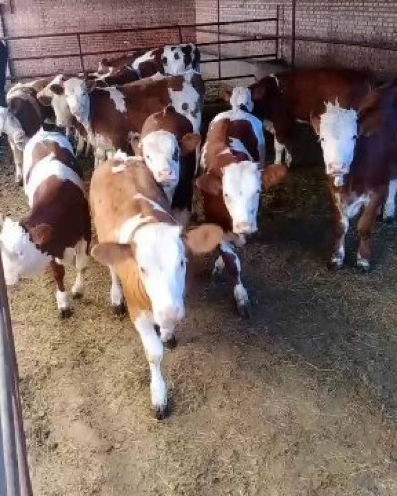 西门塔尔肉牛，300斤以上到怀胎牛都有！！