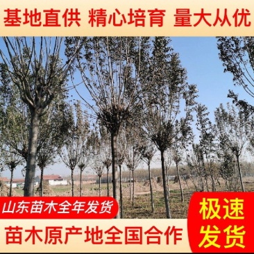 白蜡树1215182025规格齐全10~25cm现号现挖