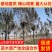 白蜡树1215182025规格齐全10~25cm现号现挖