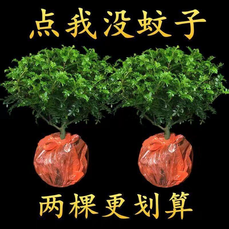 【驱蚊虫】清香木盆栽室内花卉植物净化空气除甲醛绿植提神胡