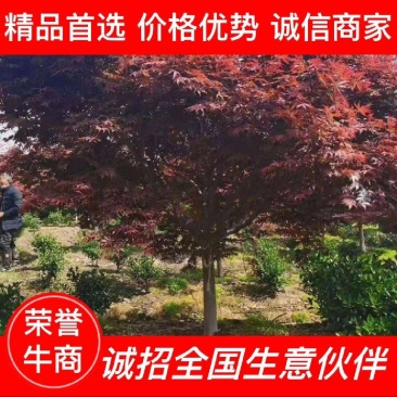 日本红枫3/4/5/6/7/8/9/10公分中国红三季红
