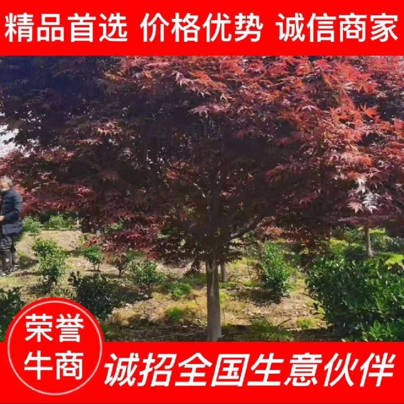 日本红枫3/4/5/6/7/8/9/10公分中国红三季红