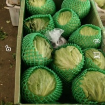 全年球生菜供应