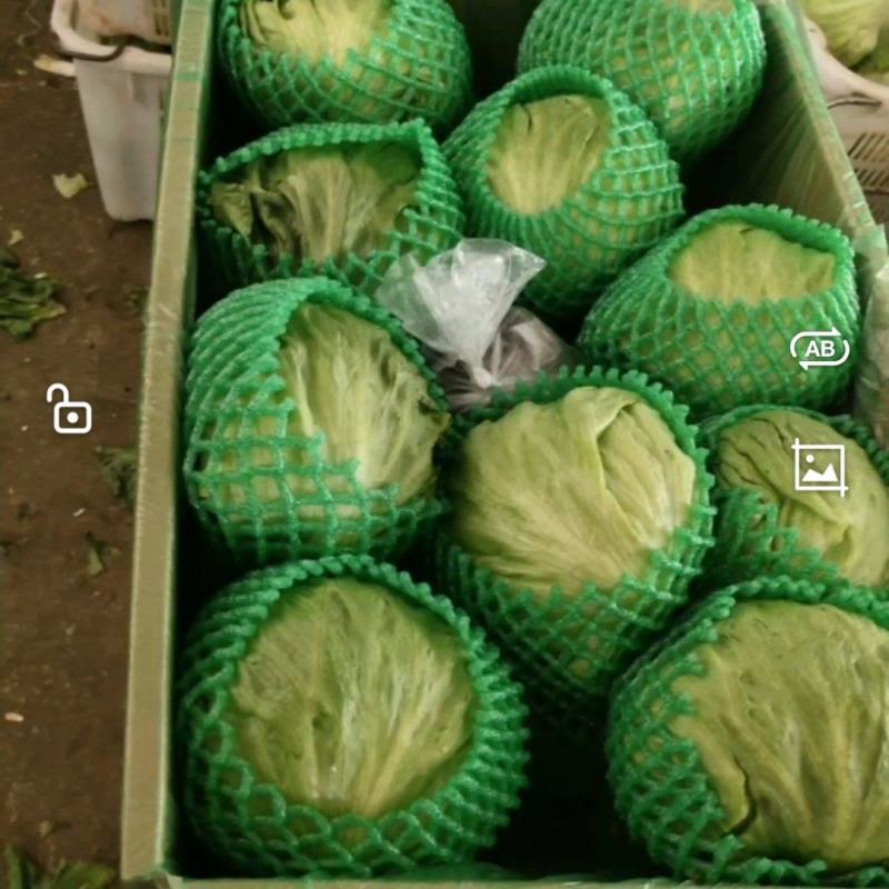 全年球生菜供应