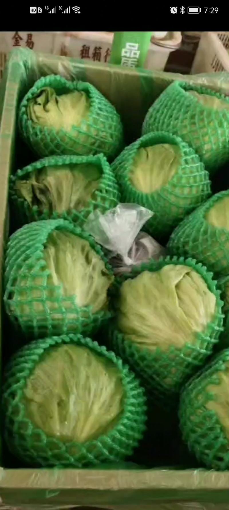 全年球生菜供应