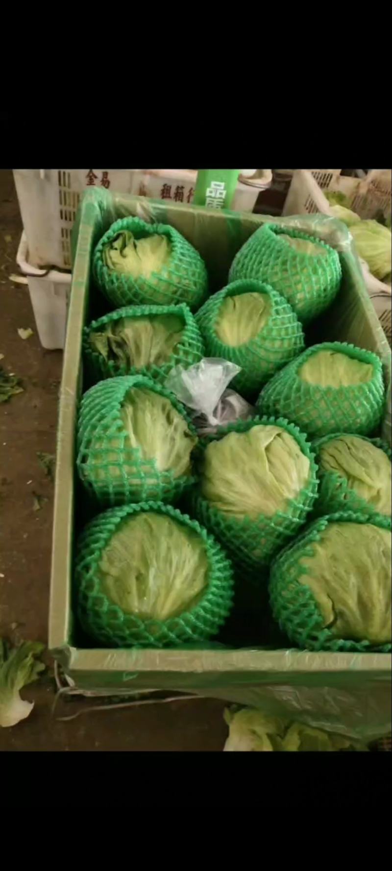 全年球生菜供应