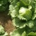 全年球生菜供应