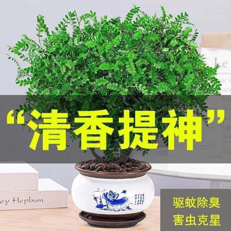 【驱蚊虫】清香木盆栽室内花卉植物净化空气除甲醛绿植提神胡