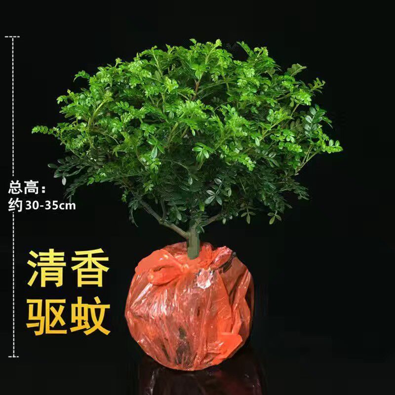 【驱蚊虫】清香木盆栽室内花卉植物净化空气除甲醛绿植提神胡