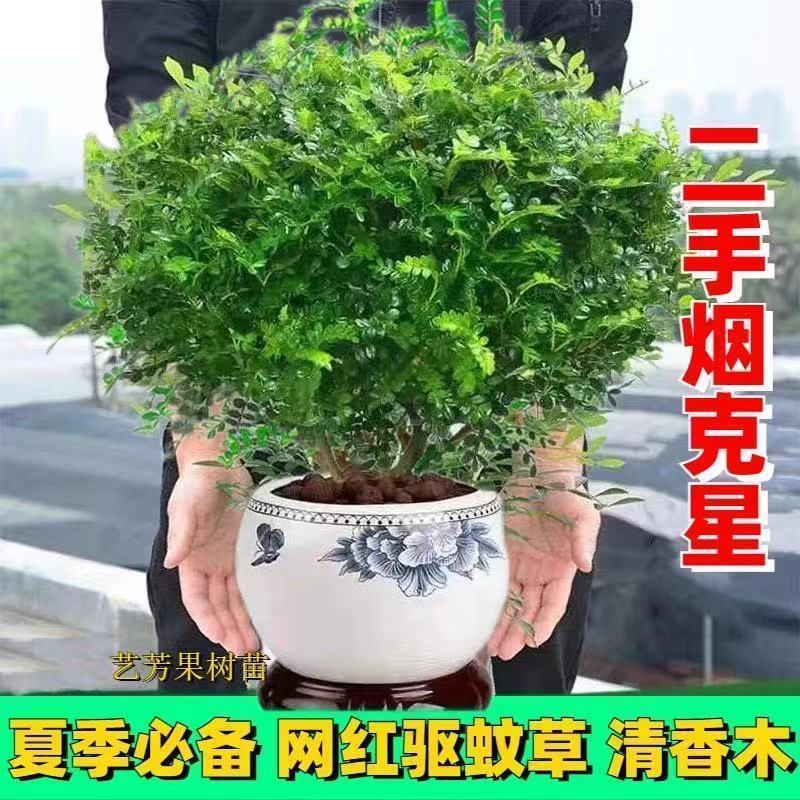 【驱蚊虫】清香木盆栽室内花卉植物净化空气除甲醛绿植提神胡