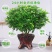 【驱蚊虫】清香木盆栽室内花卉植物净化空气除甲醛绿植提神胡