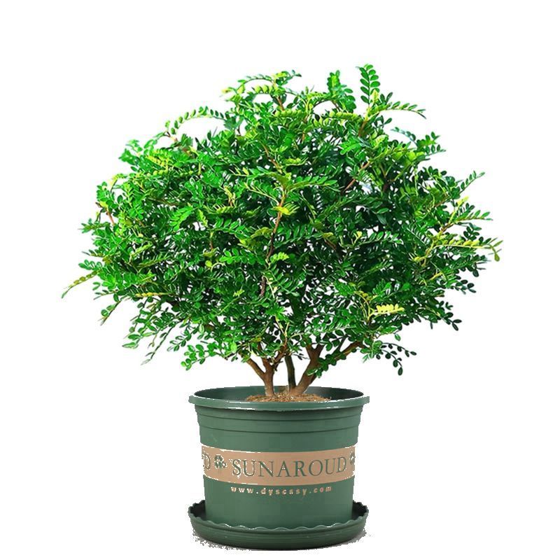 【驱蚊虫】清香木盆栽室内花卉植物净化空气除甲醛绿植提神胡