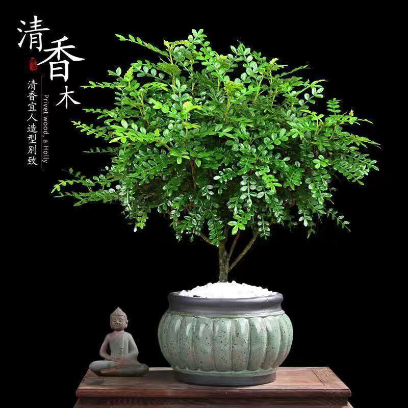 【驱蚊虫】清香木盆栽室内花卉植物净化空气除甲醛绿植提神胡