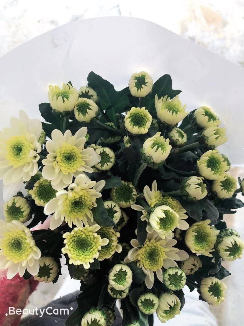 小菊花鲜花小彩菊现采现货