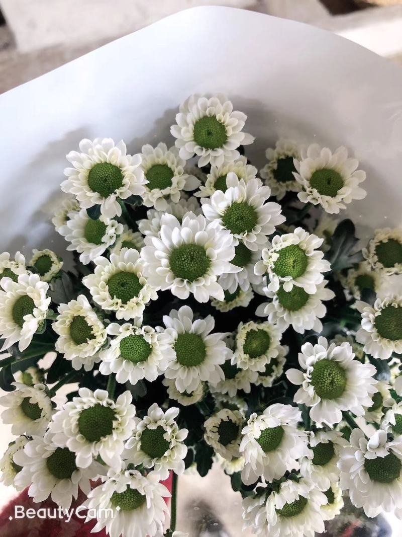 小菊花鲜花小彩菊现采现货