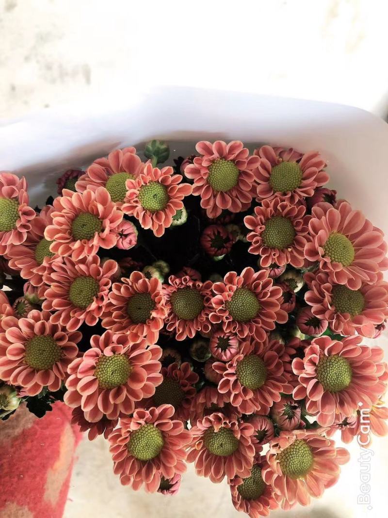小菊花鲜花小彩菊现采现货