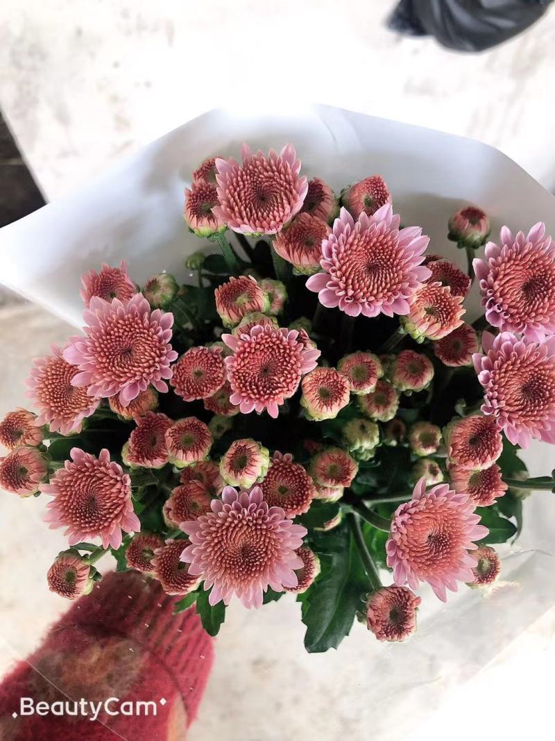 小菊花鲜花小彩菊现采现货