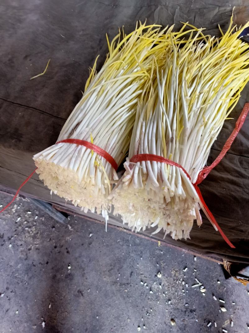山东平邑蒜黄，头茬，新鲜现割，大量供应，抽真空加冰瓶耐放